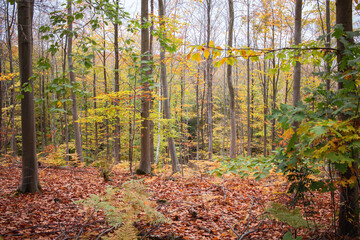 autumn forest in the morning