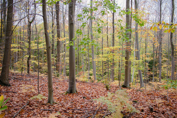 autumn forest in the morning