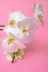 A branch of white orchids lies on a pink background
