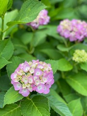 hydrangea season in Tokyo, street of Nezu Japan year 2022 June 1st