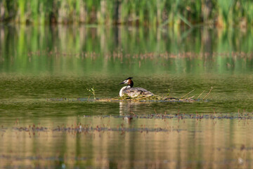 great crested grebe