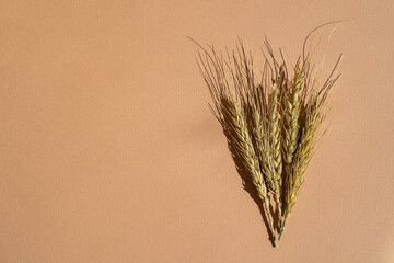 Wheat ears on a minimalistic brown background. Top view. Empty space for text