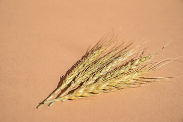 Wheat ears on a minimalistic brown background