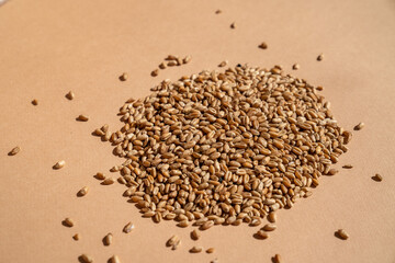 A bunch of wheat seeds on a minimalistic brown background