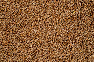 Wheat seeds. Texture background.