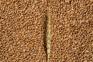 An ear of wheat on the background of seeds. Texture background. Top view