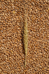 An ear of wheat on the background of seeds. Texture background. Vertical photo. Top view