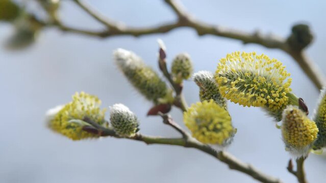 Flowering willow in the spring time of year. Spring sign. Salix caprea. Bright yellow pollens.