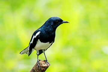 The Oriental magpie robin on a branch