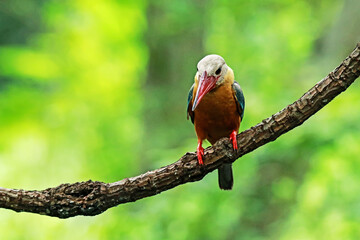 Obraz premium The Stork-billed Kingfisher on a branch