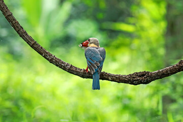 The Stork-billed Kingfisher on a branch