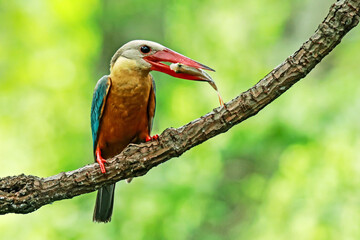 The Stork-billed Kingfisher on a branch