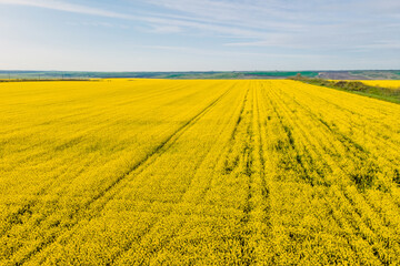 Blooming field with sunlight. Aerial drone view with yellow field
