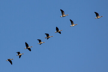 birds in flight