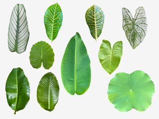 picture of tropical leaves variety a variety of bright colors