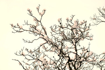 Tree silhouette with snowballs on bare branches