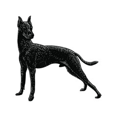 Xoloitzcuintli illustration isolated on background