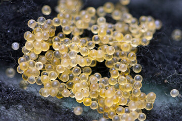 Japanese ricefish (Oryzias latipes) eggs born on the artificial spawning bed made of fiber. Close...