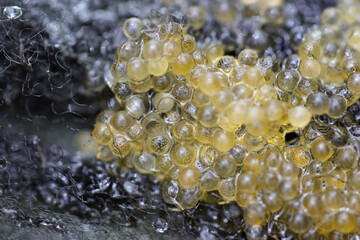 Japanese ricefish (Oryzias latipes) eggs born on the artificial spawning bed made of fiber. Close up macro photography. 採卵した日本メダカの卵、黒い産卵用繊維の背景。