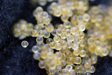 Japanese ricefish (Oryzias latipes) eggs born on the artificial spawning bed made of fiber. Close...