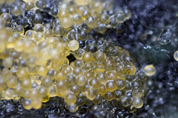 Japanese ricefish (Oryzias latipes) eggs born on the artificial spawning bed made of fiber. Close up macro photography. 採卵した日本メダカの卵、黒い産卵用繊維の背景。
