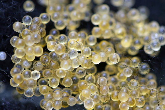 Japanese ricefish (Oryzias latipes) eggs born on the artificial spawning bed made of fiber. Close up macro photography. 採卵した日本メダカの卵、黒い産卵用繊維の背景。