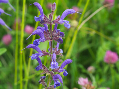 Wiesensalbei
