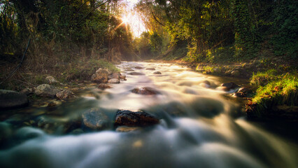 stream in the forest