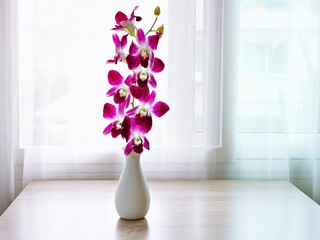 Violet purple orchids flowers in vase on table window light ,flora Cooktown orchid background or wallpaper ,copy space for lettering ,women's day ,mother's day ,spa relaxation ,still life for products