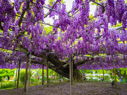 Double Flowered Japanese Wisteria Trellis (Ashikaga, Tochigi, Japan)