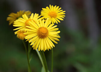 Doronicum orientale yellow flower close up. Also known as leopard's bane flowers.