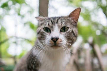 Wild cat living in a Japanese forest