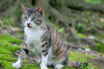 Wild cat living in a Japanese forest
