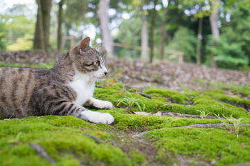 Wild cat living in a Japanese forest