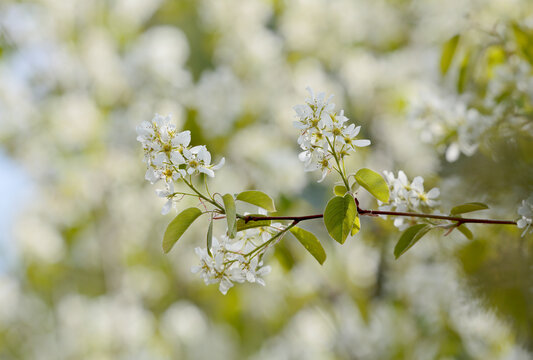 Cluster of white flowers and green leaves on Amelanchier spicata 
