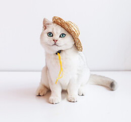 Fototapeta na wymiar Cute kitten in a straw hat on her head. Pretty kitten on white background. Cat to ready for travel.