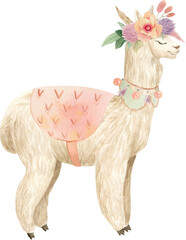 Cute and funny alpaca (llama) wearing clothes, decorated with flowers. © astaru