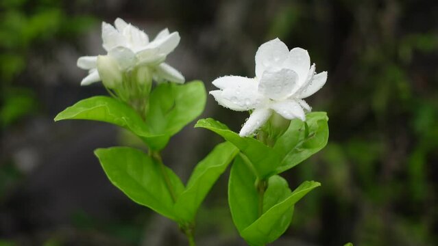 White Jasminum Sambac (Arabian Jasmine) flower is blooming on a green tree. White and green flower closeup background. 4k video.
