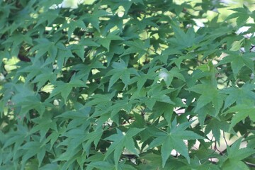 green leaves background