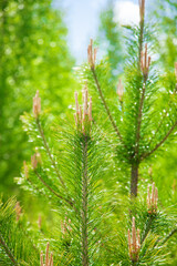Evergreen pine tree frech spring sunny brunch