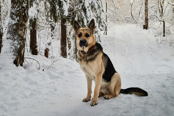 Dog German Shepherd outdoors in the forest in a winter day. Russian guard dog Eastern European Shepherd in nature on the snow and white trees covered snow