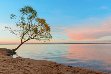 Fototapeta na wymiar A lone tree on the shore of a large lake against a sunset sky