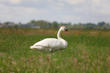  Schwan, Weide, Niederlande, Holland, Lageweg, Natur, Tiere