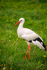 Side view of Adult European White Stork Standing In Green Summer Grass