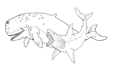 Shark megalodon attacks a prehistoric whale Livyatan. Battle of the animals illustration. Template for coloring book.