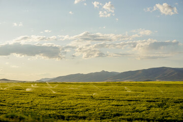 Green wheat ear fields at sunset