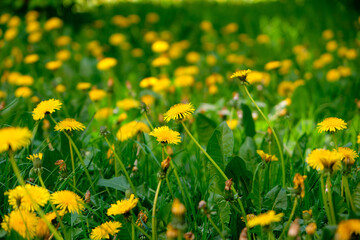 Meadow field with fresh grass and yellow dandelion flowers in nature