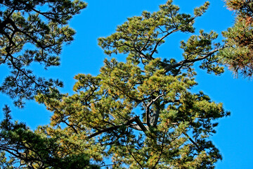 The pine tree on blue sky