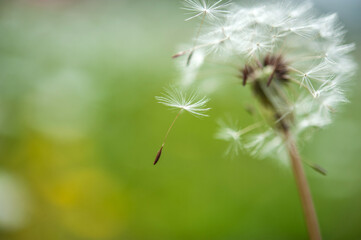 Dandelium seeds flying in the wind