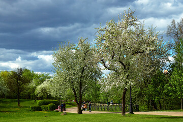 Fototapeta na wymiar Beautiful old apple tree garden on sunny spring day Minsk, Belarus, May 30.2022